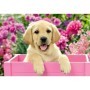 Puzzle catelusi 2x24 piese